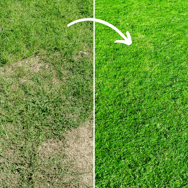 Fill & Fix Lawn Patch Repair Blend - Dandy's Topsoil & Landscape Supplies