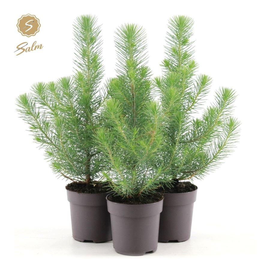 Silver Crest Pine Mini Christmas Tree