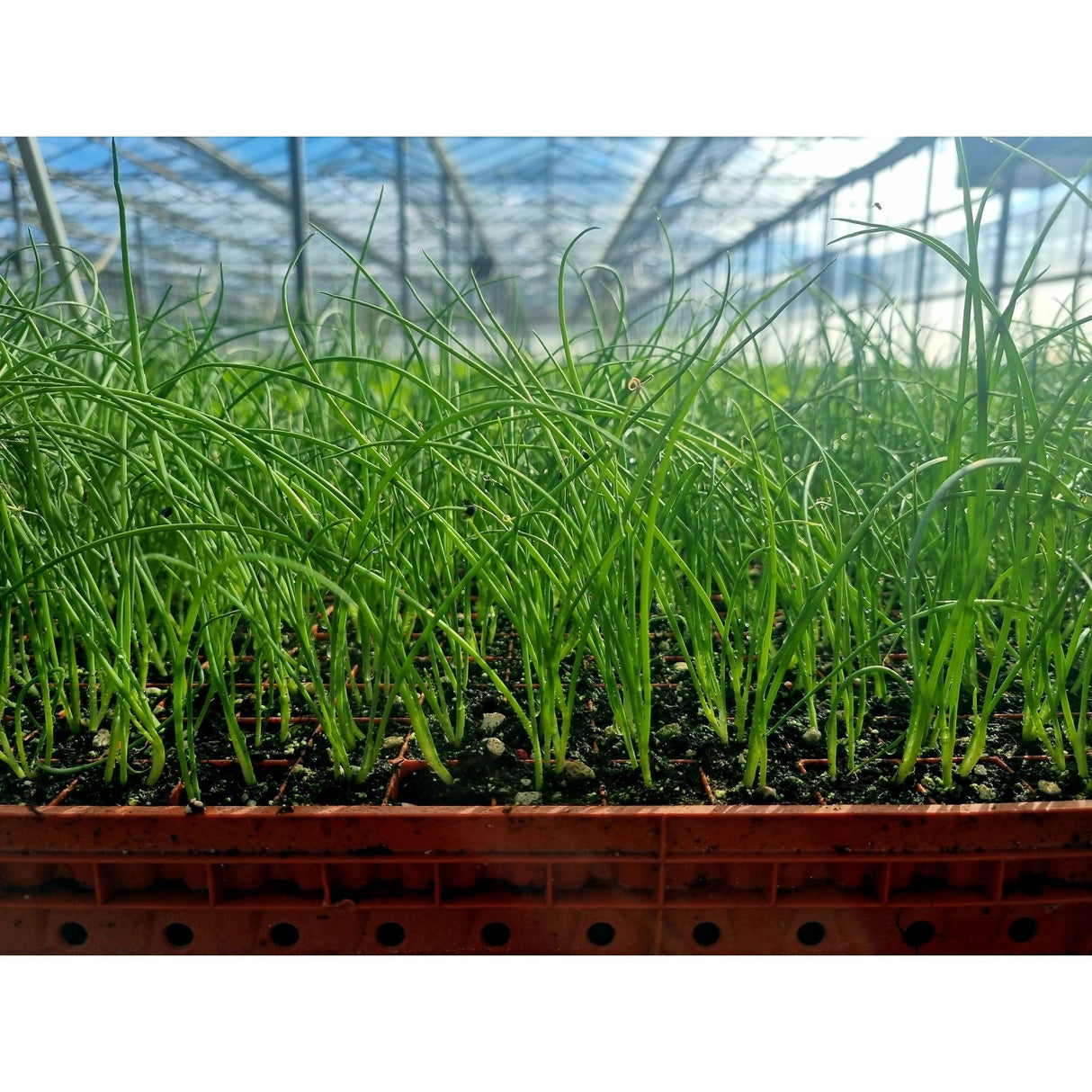 Spring Onion Plug Plants - "Grow Your Own" Vegetables **Letterbox Friendly**