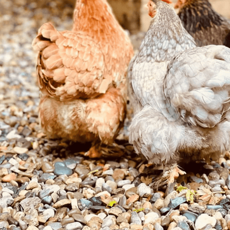 Dandy's Animal and Equestrian Products for home delivery