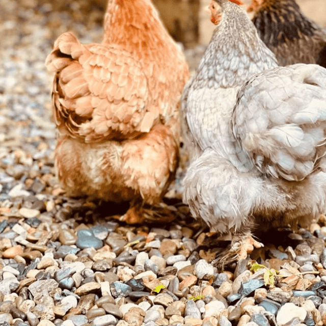 Dandy's Animal and Equestrian Products for home delivery