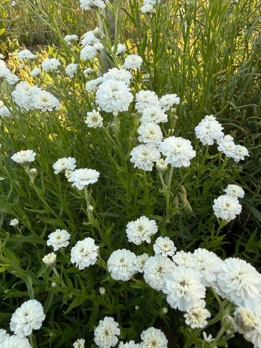 Achillea Marshmallow - Dandys Landscape Supplies