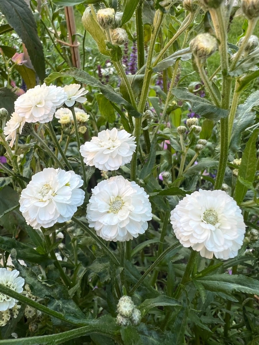 Achillea ptarmica Marshmallow Seeds - Dandys Landscape Supplies