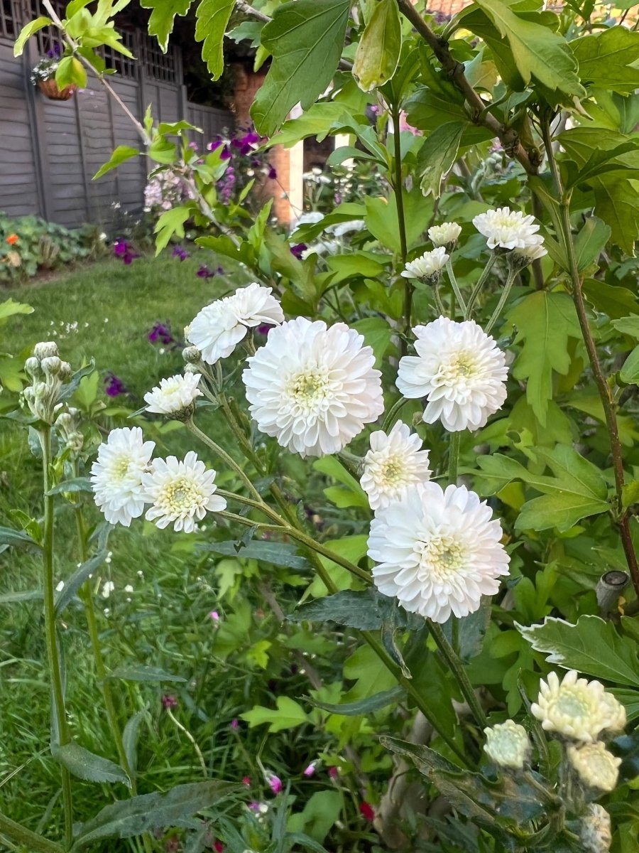 Achillea ptarmica Marshmallow Seeds - Dandys Landscape Supplies