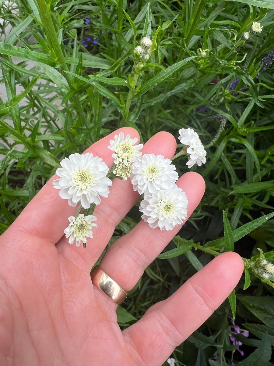 Achillea ptarmica Marshmallow Seeds - Dandys Landscape Supplies