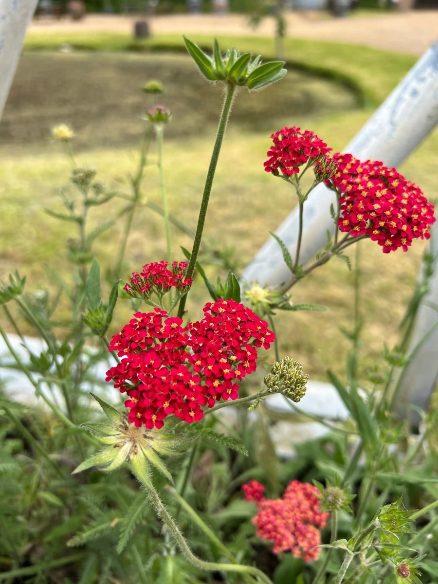 Achillea Rubra Red - Dandys Landscape Supplies