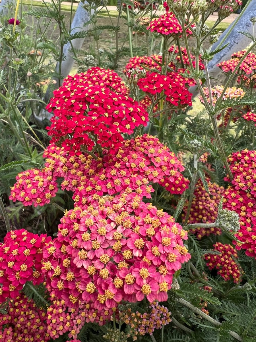 Achillea Rubra Red - Dandys Landscape Supplies