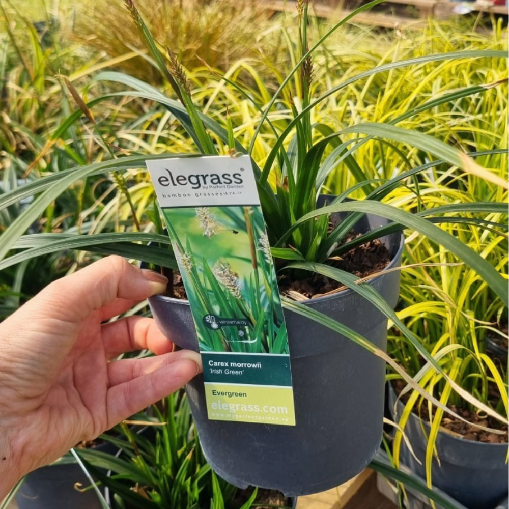 Add - on Hardy and Evergreen Grasses - Dandys Landscape Supplies