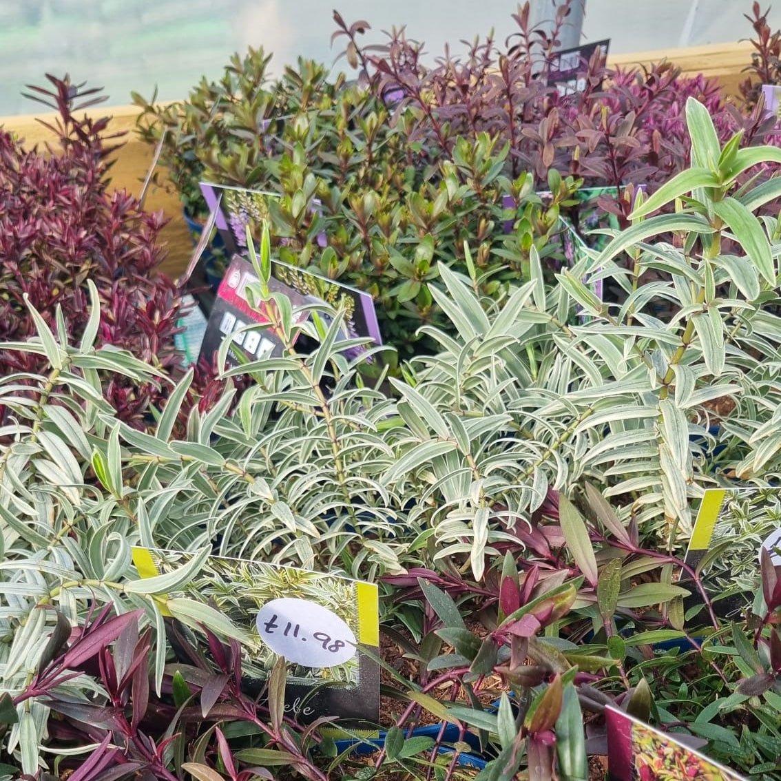 hebe plants by Dandy's