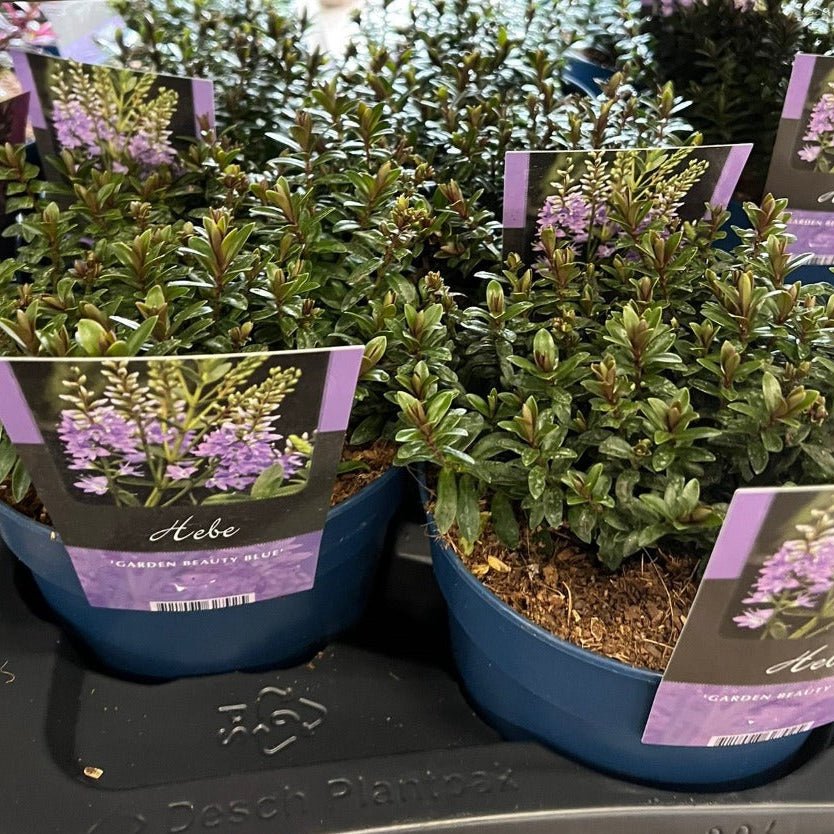 hebe_garden_beauty_blue