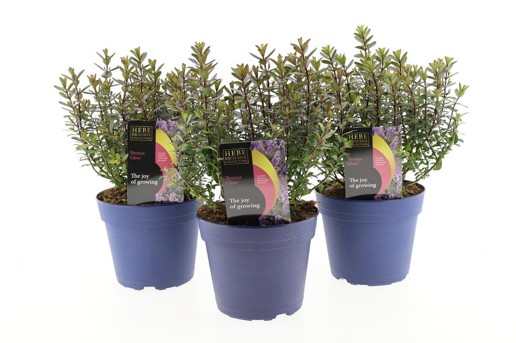 3_x_hebe_bronze_glow