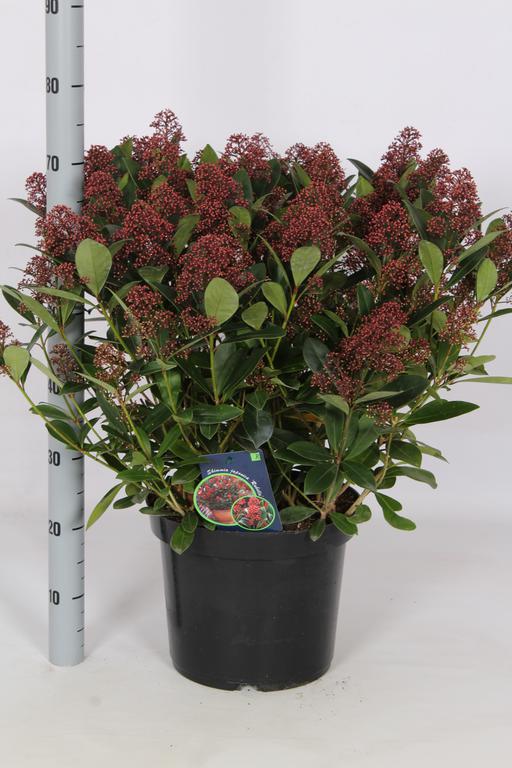 Add - on Skimmia Japonica Rubella - Dandys Landscape Supplies