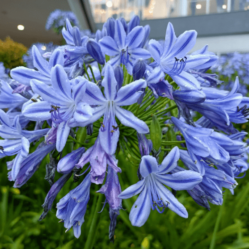 Agapanthus Big Blue - Dandys Landscape Supplies