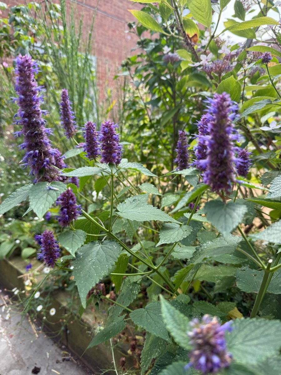 Agastache Liquorice Blue - Dandys Landscape Supplies