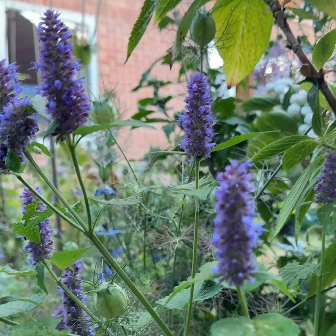 Agastache Liquorice Blue Seeds - Dandys Landscape Supplies