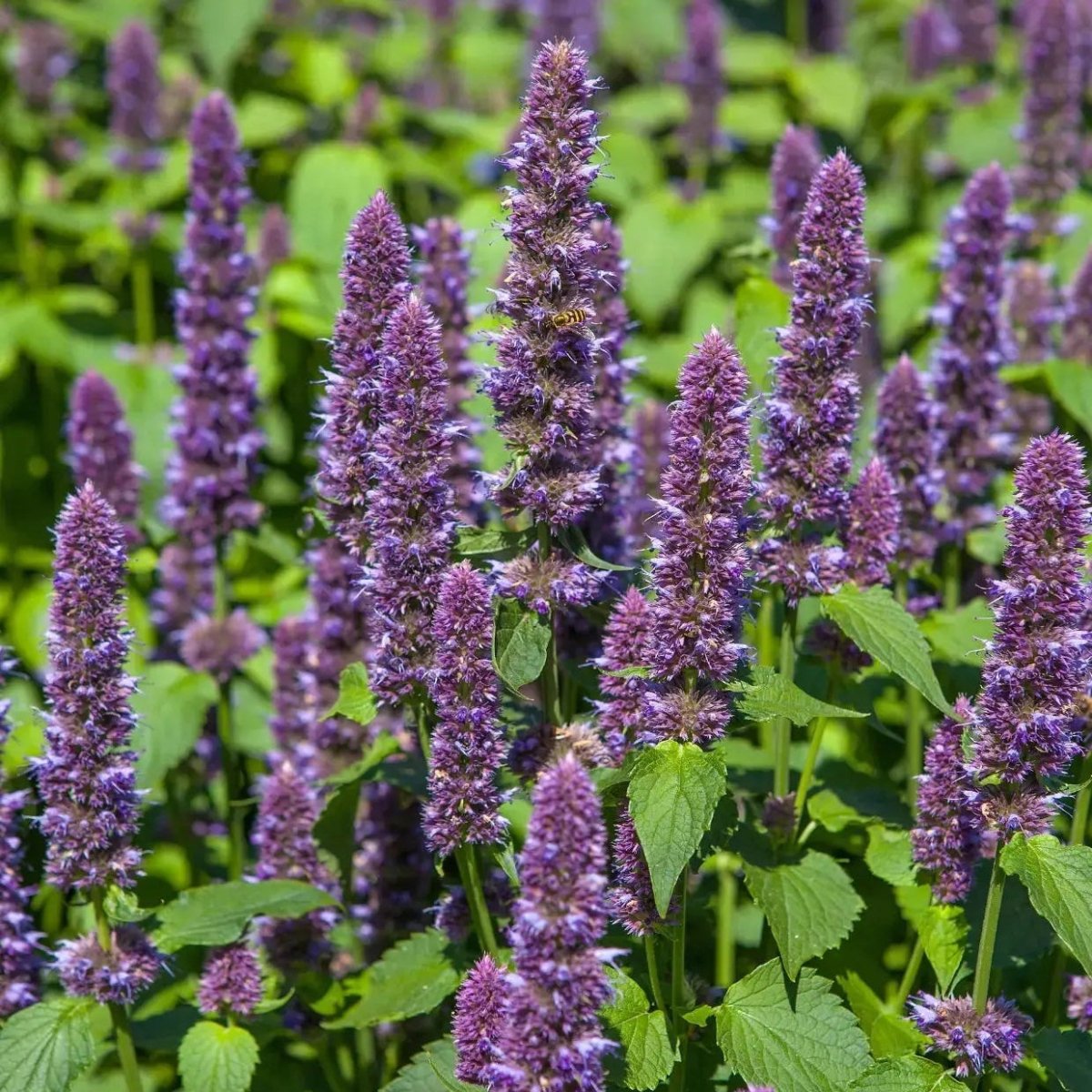 Agastache Liquorice Blue Seeds - Dandys Landscape Supplies
