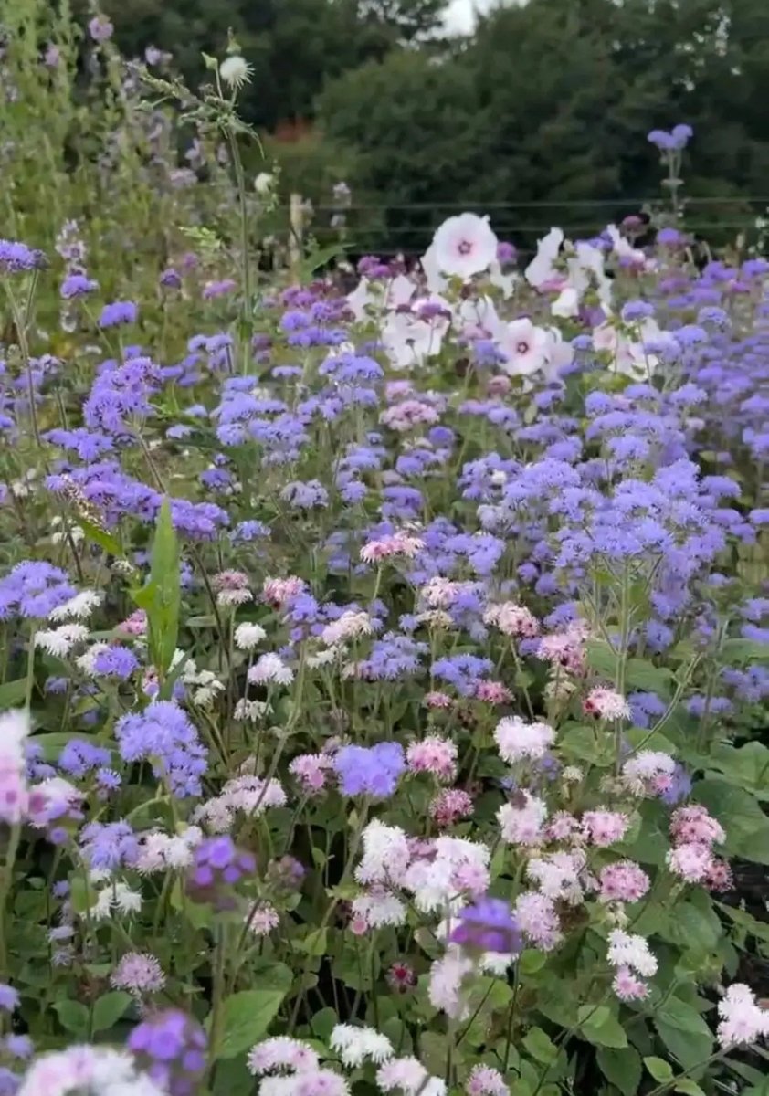 Ageratum Timeless Mix Seeds - Dandys Landscape Supplies