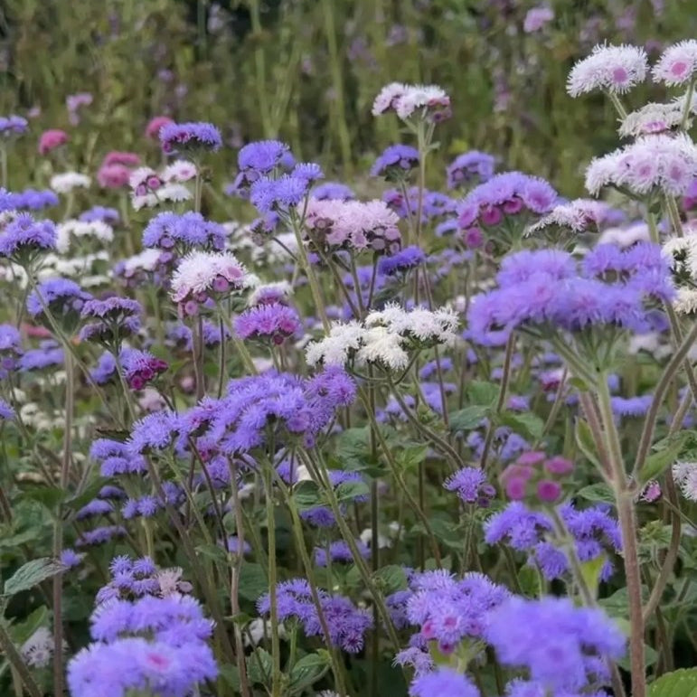 Ageratum Timeless Mix Seeds - Dandys Landscape Supplies