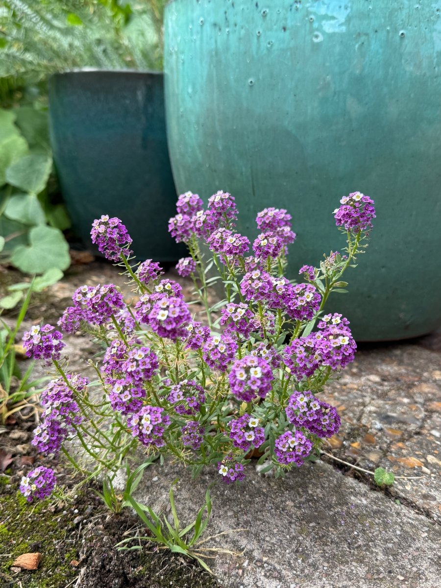 Alyssum Royal Carpet - Dandys Landscape Supplies