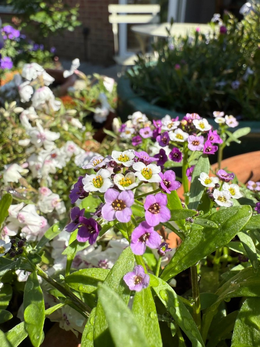 Alyssum Royal Carpet - Dandys Landscape Supplies