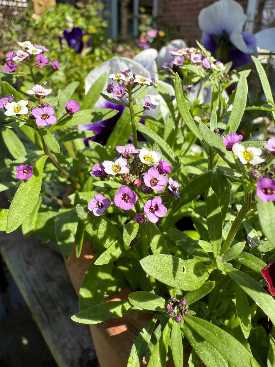 Alyssum Royal Carpet - Dandys Landscape Supplies