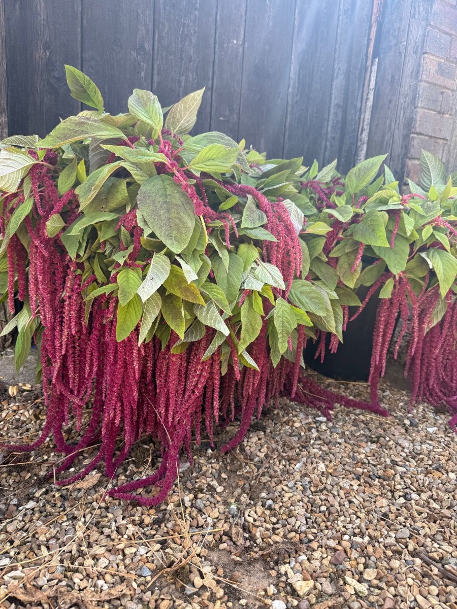 Amaranthus Red (Love-Lies-Bleeding) - Dandys Landscape Supplies