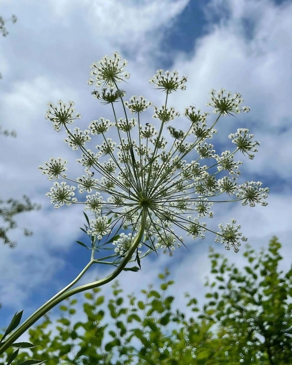 Ammi majus - Dandys Landscape Supplies