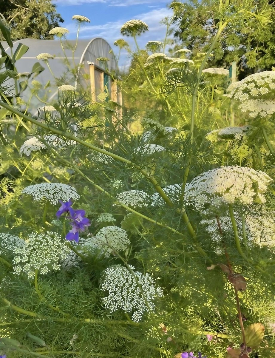 Ammi majus - Dandys Landscape Supplies