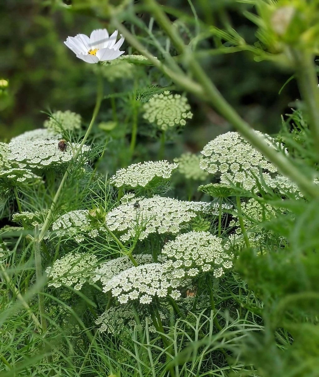 Ammi majus - Dandys Landscape Supplies