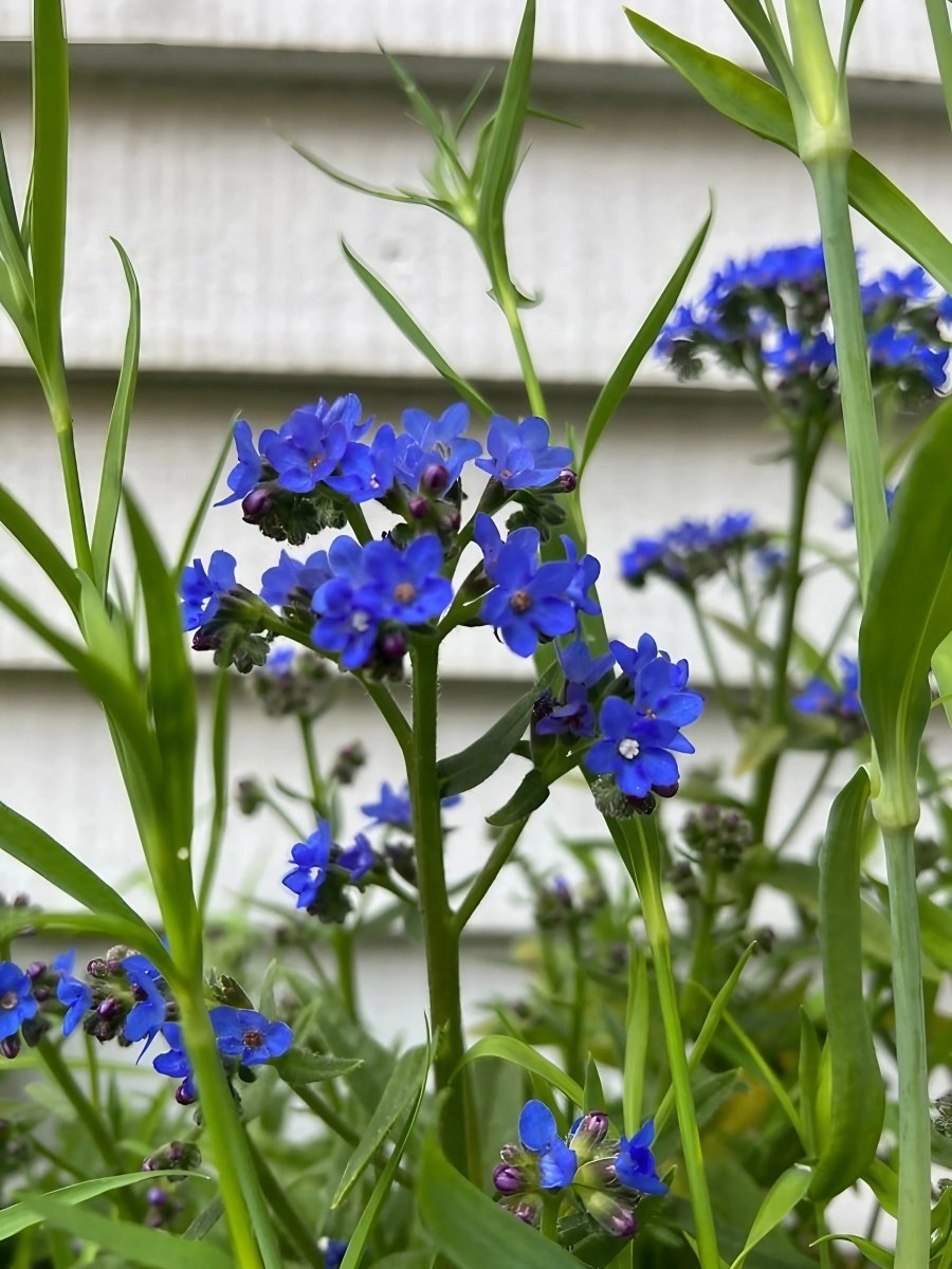 Anchusa Blue Angel - Dandys Landscape Supplies