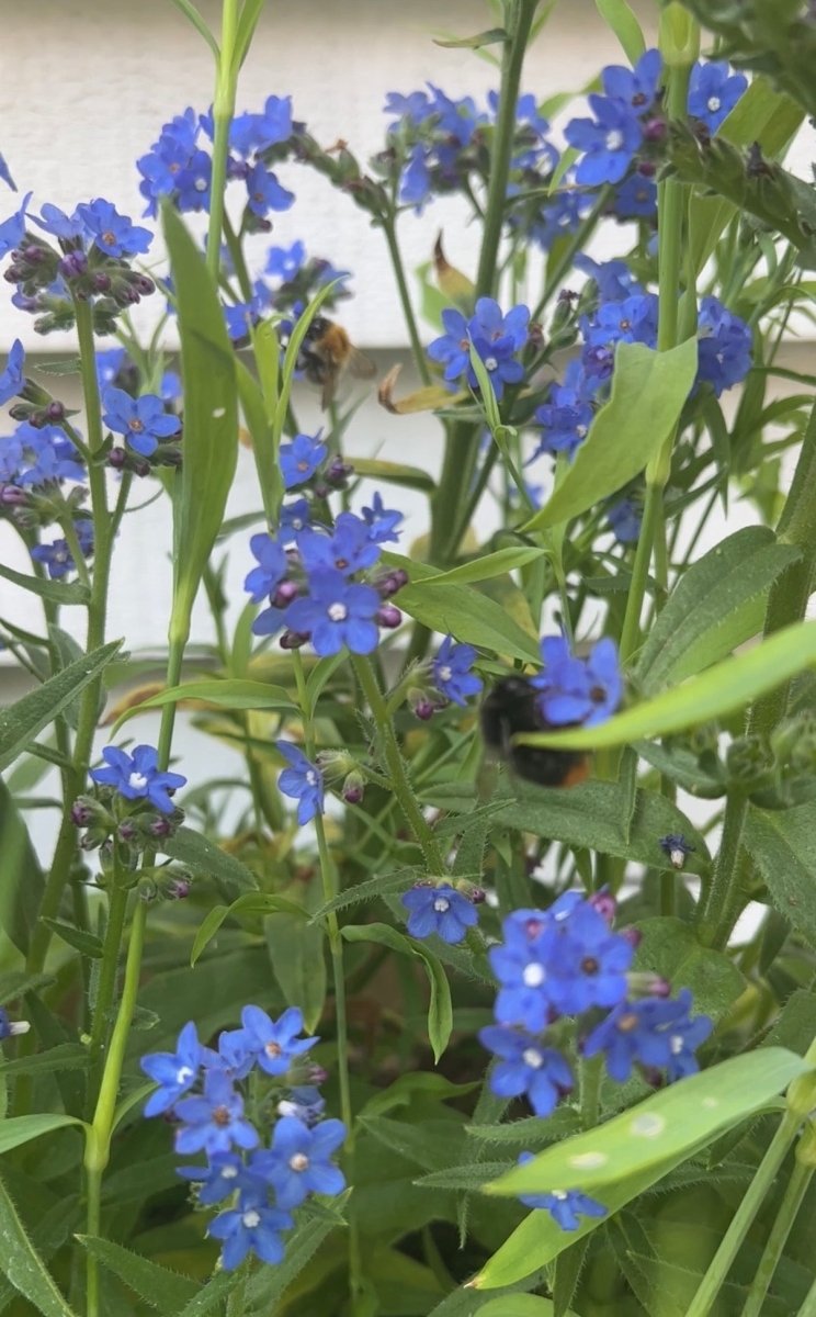 Anchusa Blue Angel - Dandys Landscape Supplies