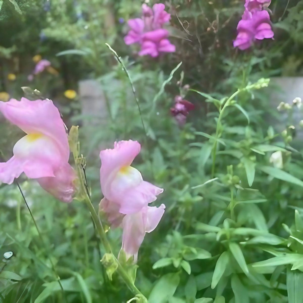 Antirrhinum Crown Mixed - Dandys Landscape Supplies