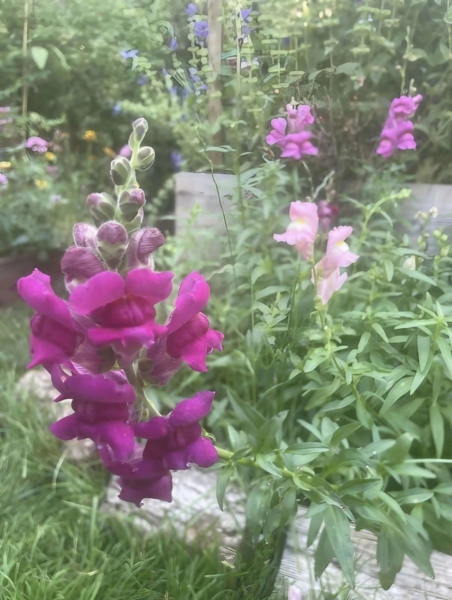 Antirrhinum Crown Mixed - Dandys Landscape Supplies