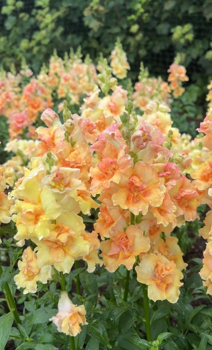 Antirrhinum DoubleShot Peach - Dandys Landscape Supplies