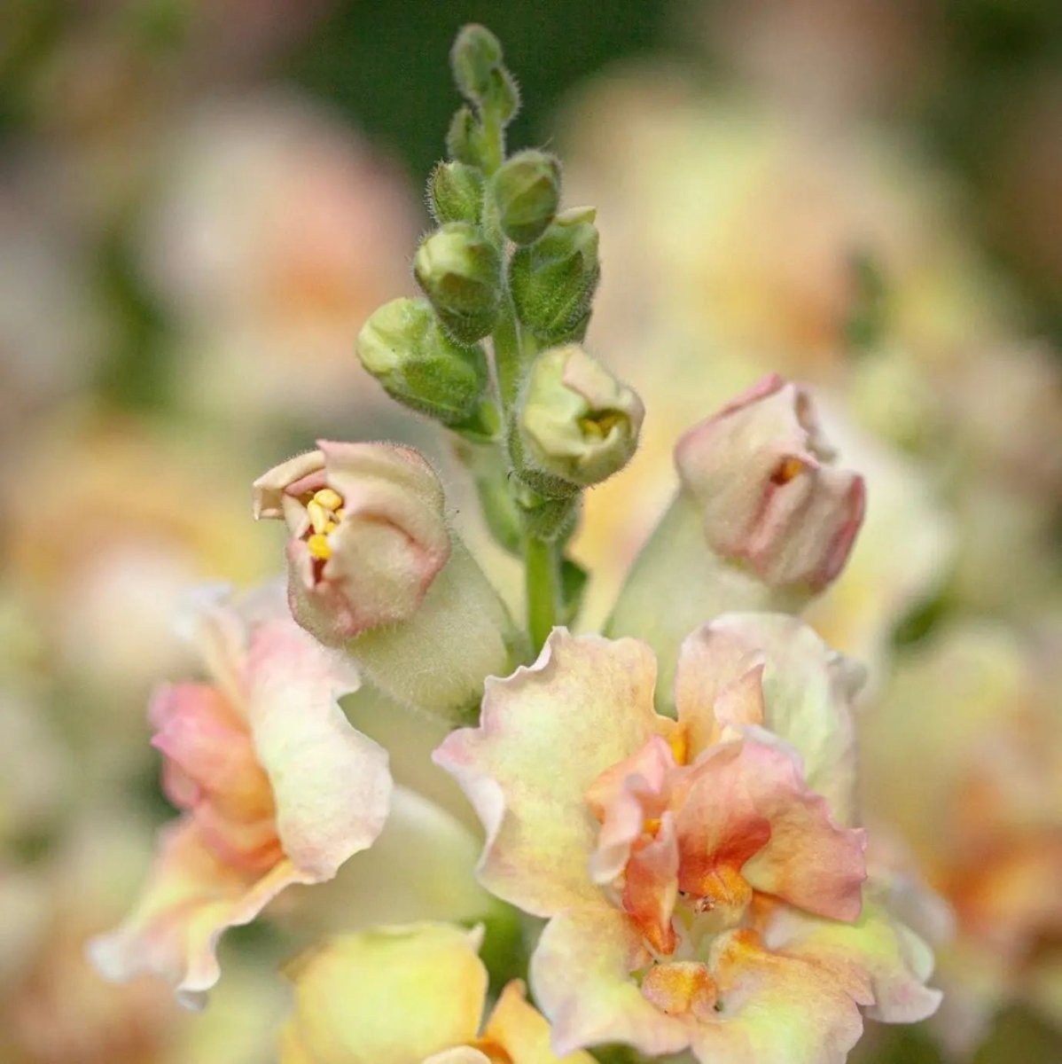 Antirrhinum DoubleShot Peach - Dandys Landscape Supplies