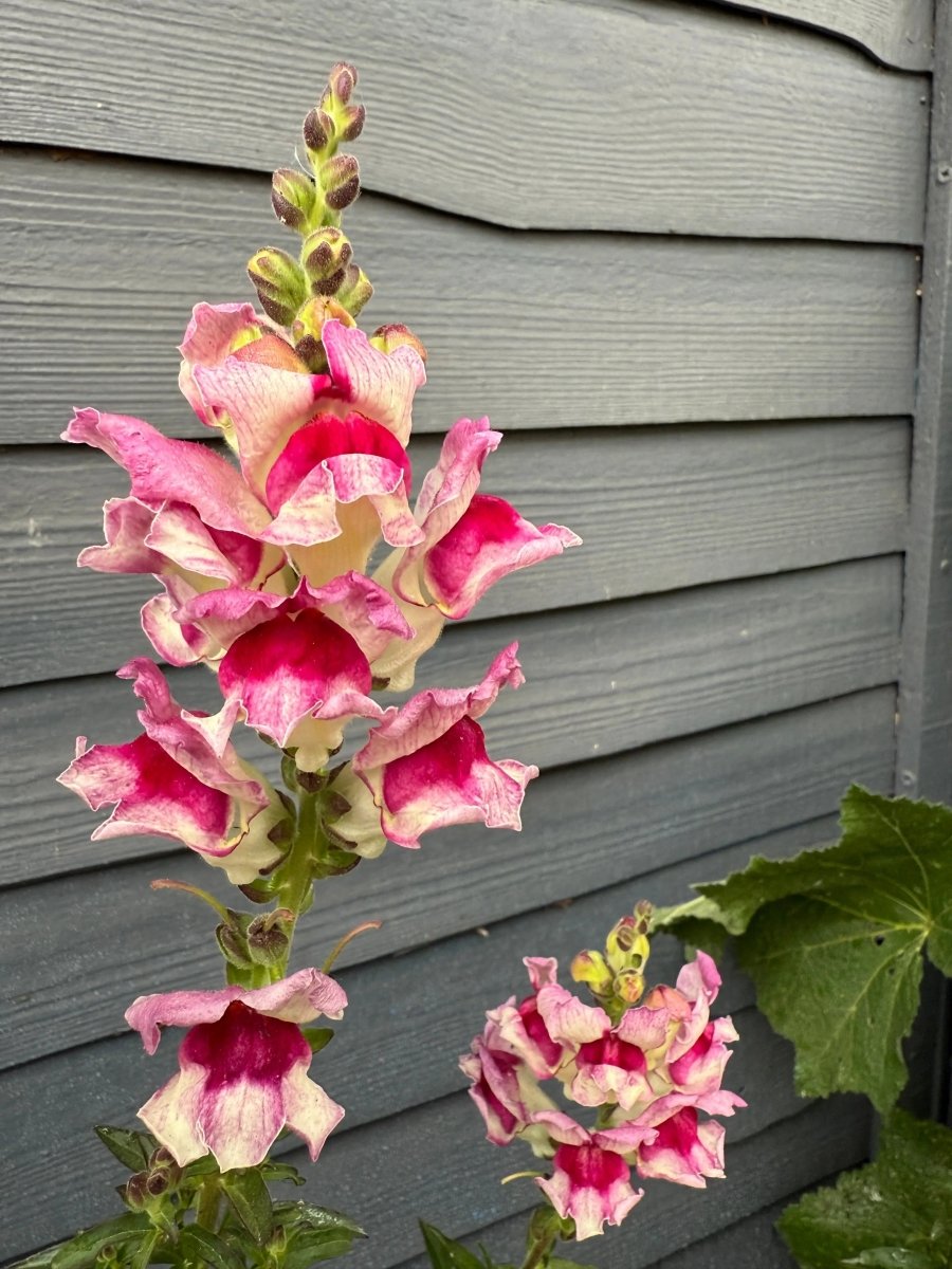 Antirrhinum Lucky Lips - Dandys Landscape Supplies