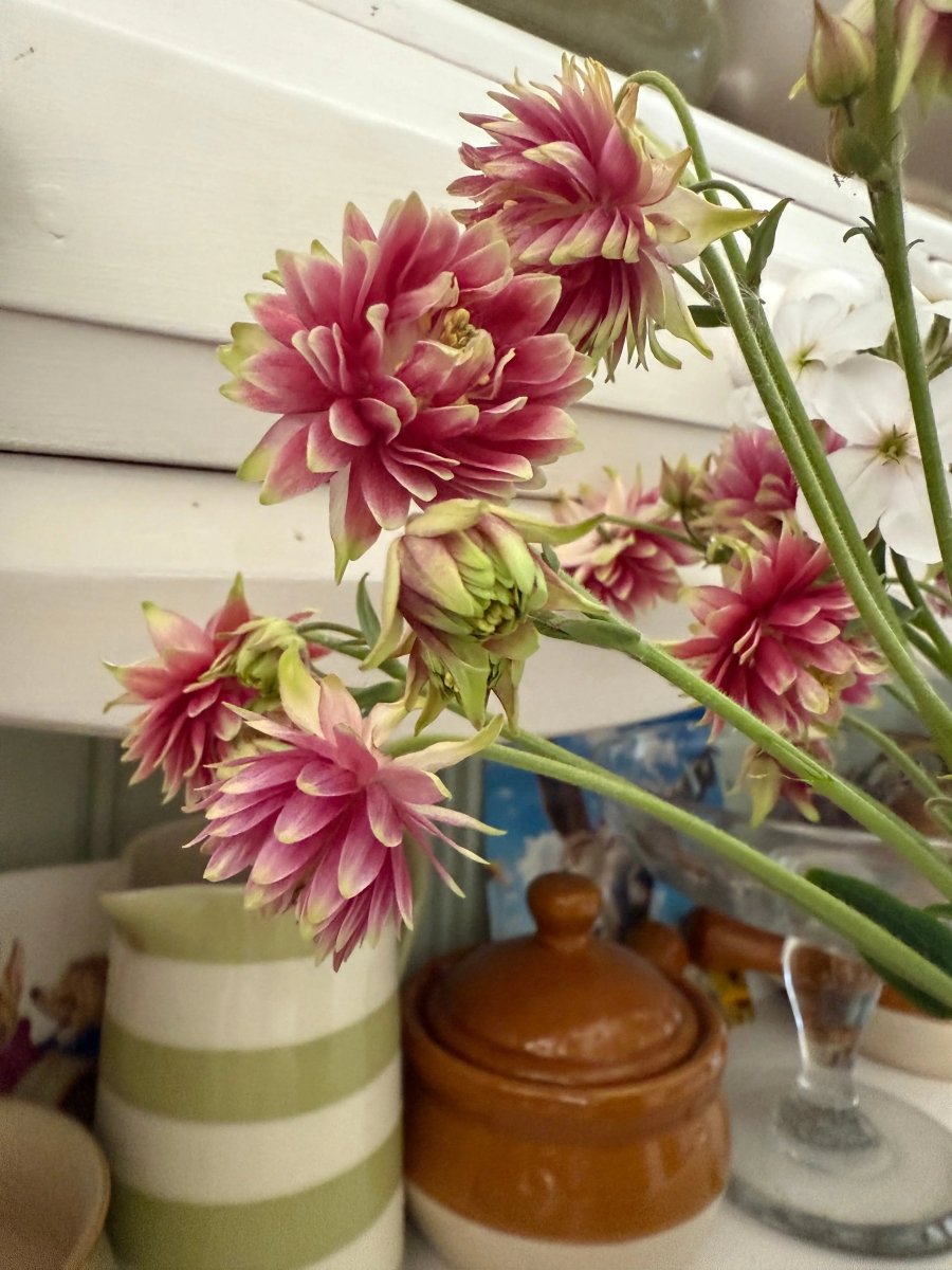 Aquilegia Nora Barlow - Dandys Landscape Supplies