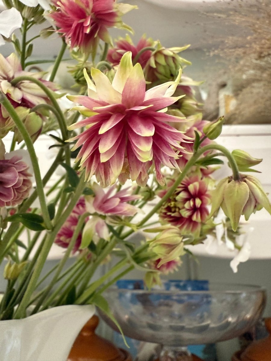 Aquilegia Nora Barlow - Dandys Landscape Supplies