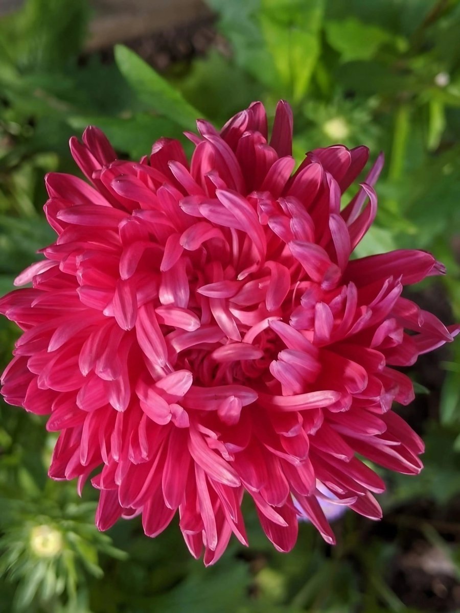 Aster Duchess Mixed - Dandys Landscape Supplies