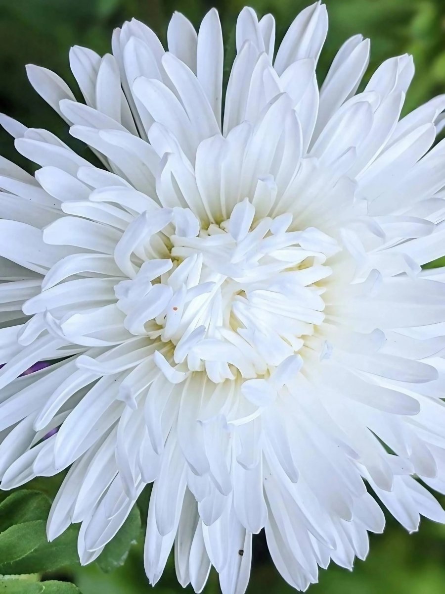 Aster Duchess Mixed - Dandys Landscape Supplies