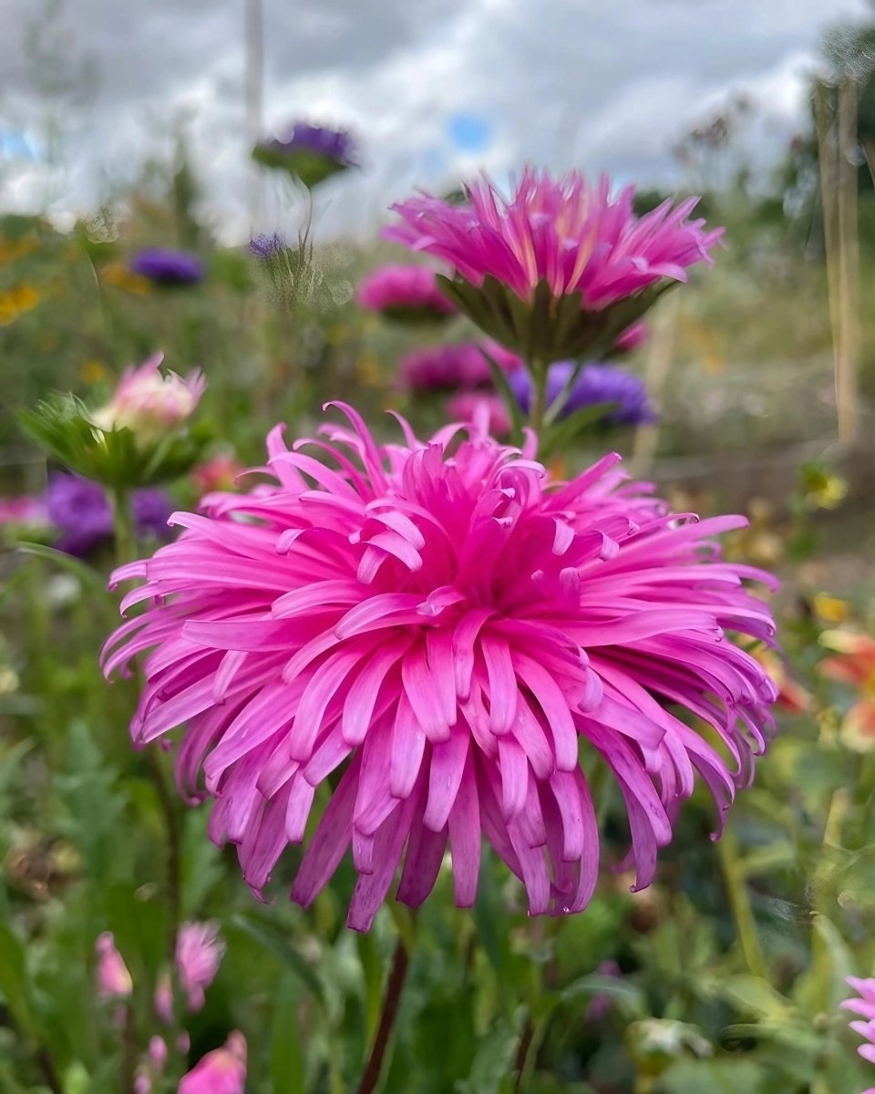 Aster Ostrich Plume - Dandys Landscape Supplies