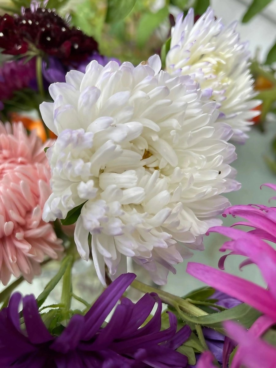 Aster Peony Mix - Dandys Landscape Supplies