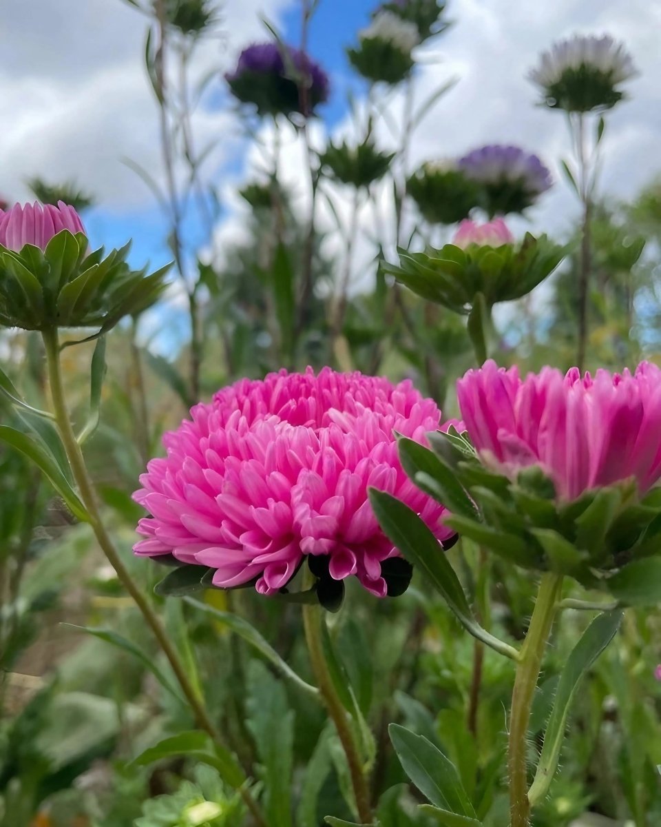 Aster Peony Mix - Dandys Landscape Supplies