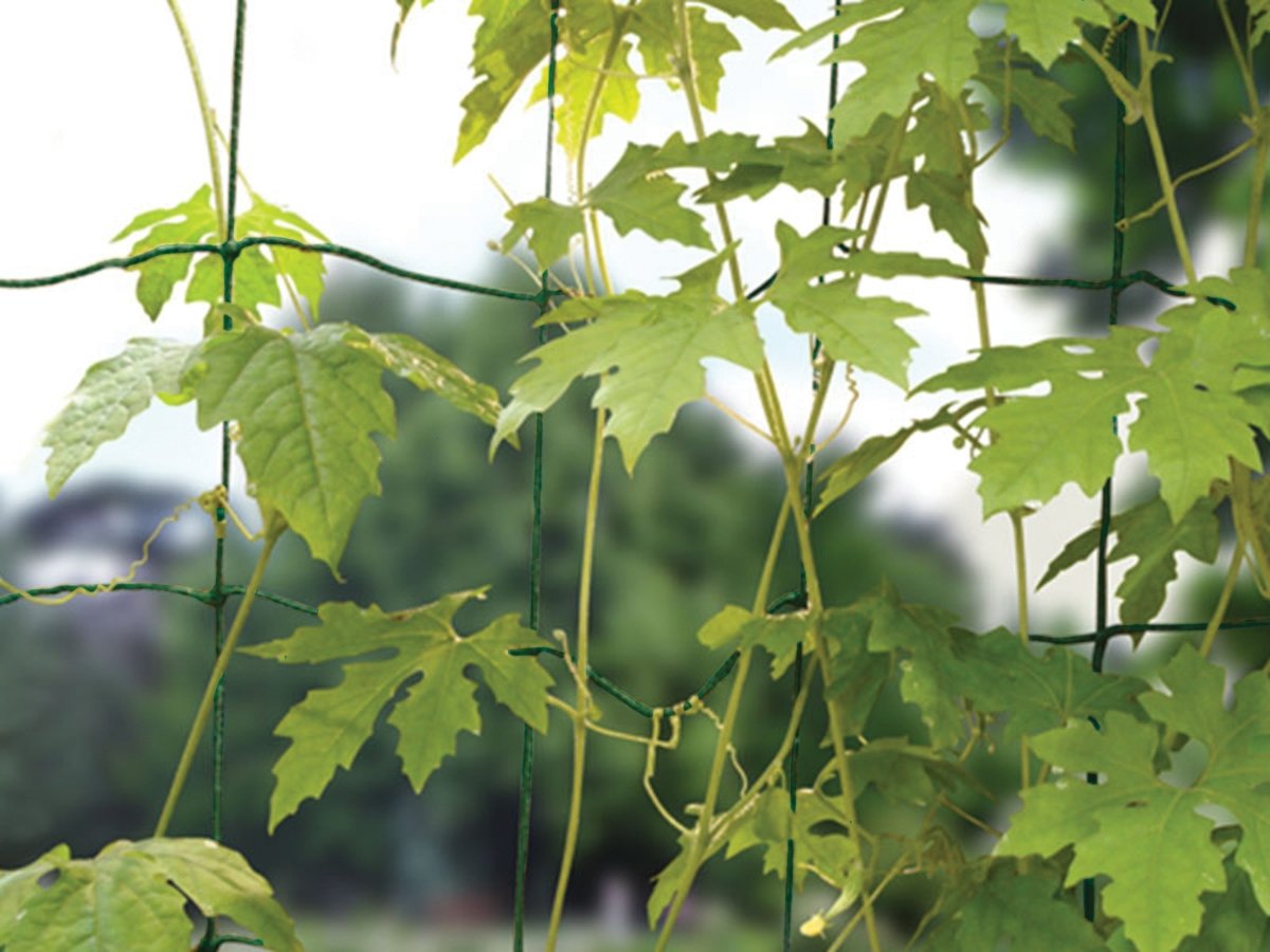 Bean & Pea Net – 1.8m x 1.8m Tangle - Free Support Mesh | Garland - Dandys Landscape Supplies