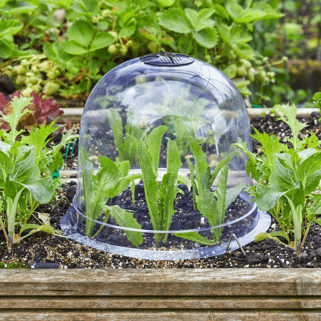 Bell Cloche Set, Pack of 3, 26 cm - Dandys Landscape Supplies