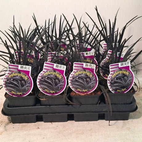 Black Mondo Grass small