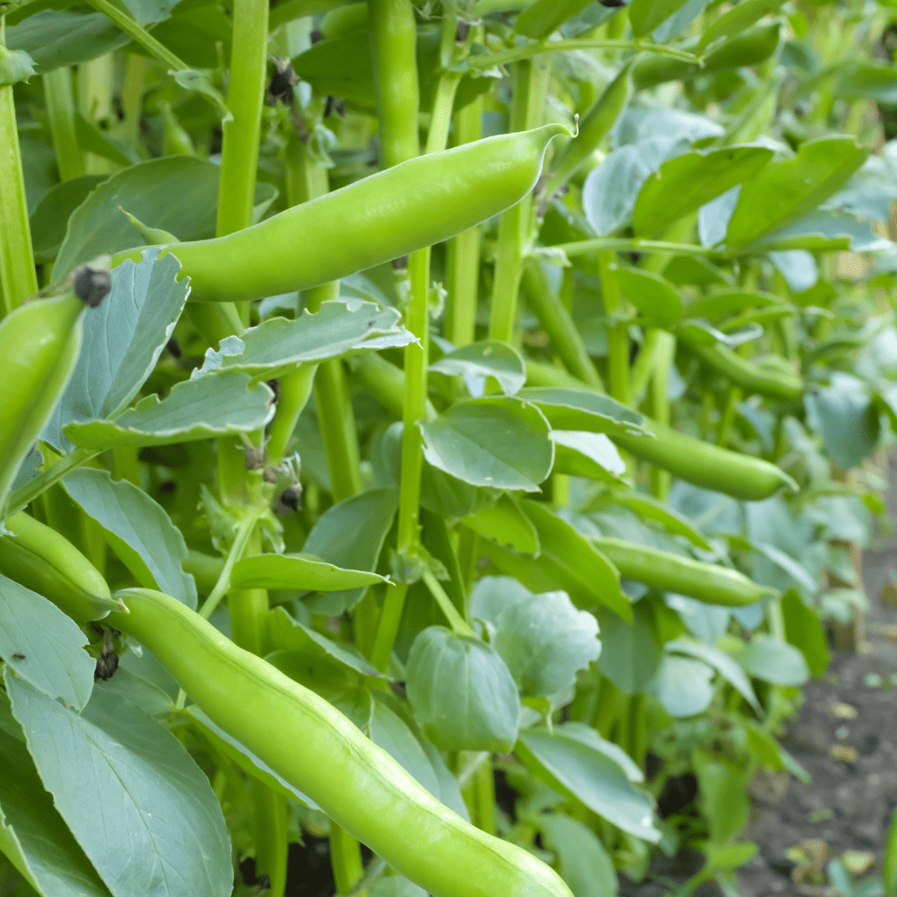 Broad Bean Seeds - Aguadulce - Dandys Landscape Supplies