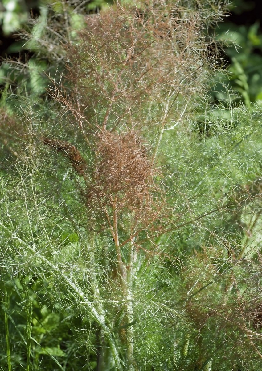 Bronze Fennel Seeds - Dandys Landscape Supplies