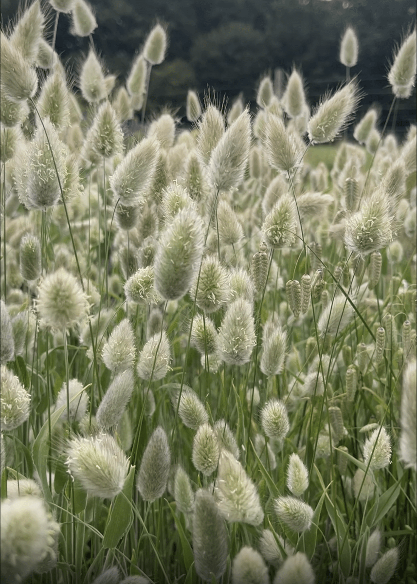 Bunny Tails - Lagurus Ovatus - Dandys Landscape Supplies