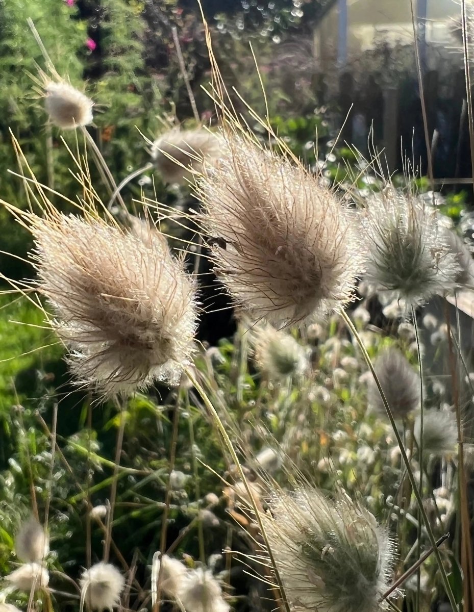 Bunny Tails - Lagurus Ovatus Seeds - Dandys Landscape Supplies